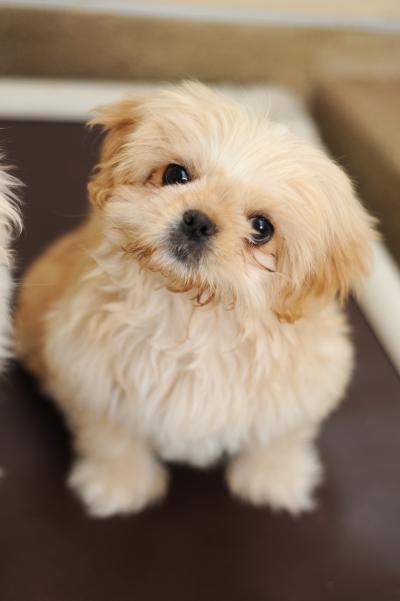 Small white fluffy dog with head cocked to the side