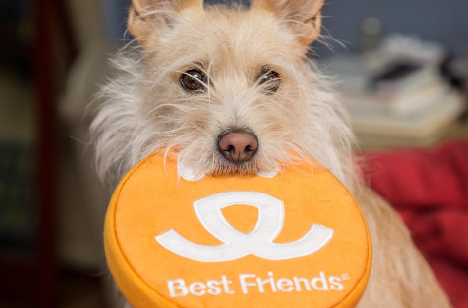 Small tan fluffy dog with frisbee dog toy in mouth