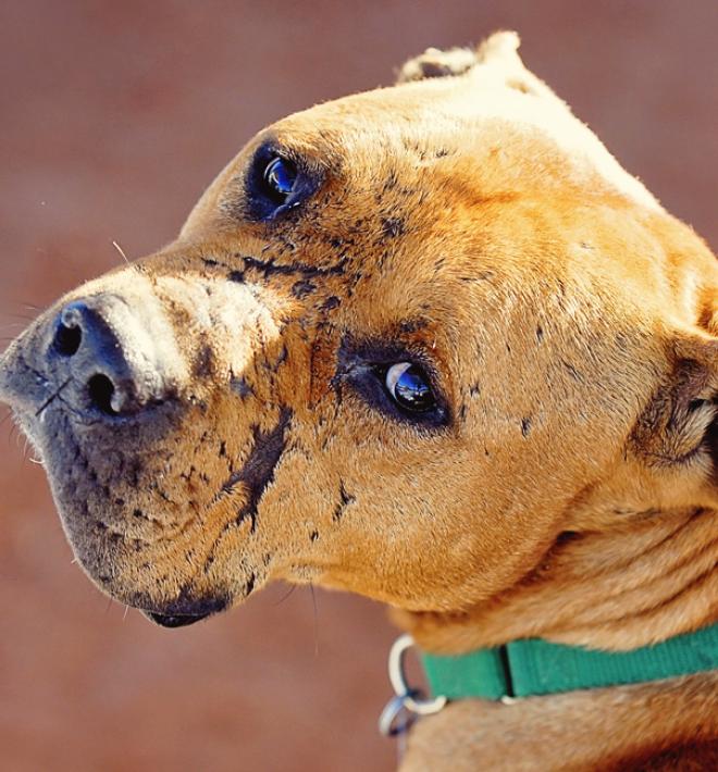 Close up of a brown Vicktory dog named Lucas