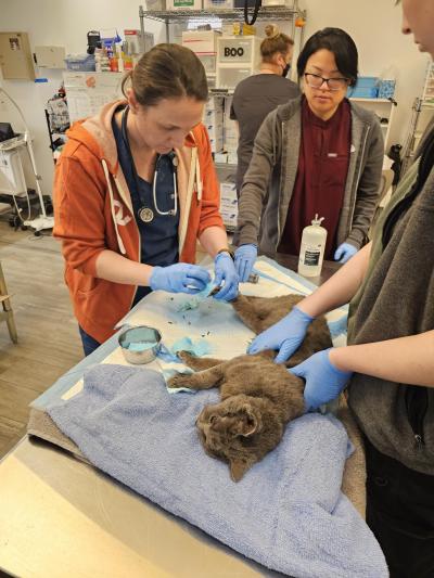 Lucky the cat receiving medical treatment for his burned paws