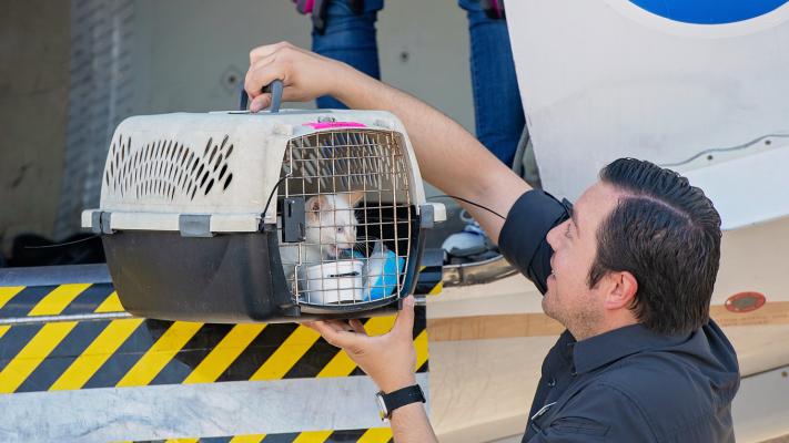 Person pulling a cat in a carrier off the transport plane following the Texas floods