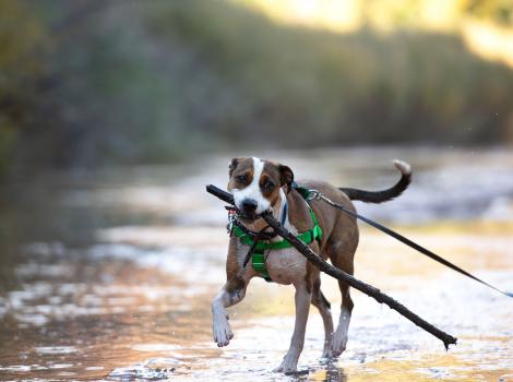Leashed dog carrying a large stick in her mouth in front of a river
