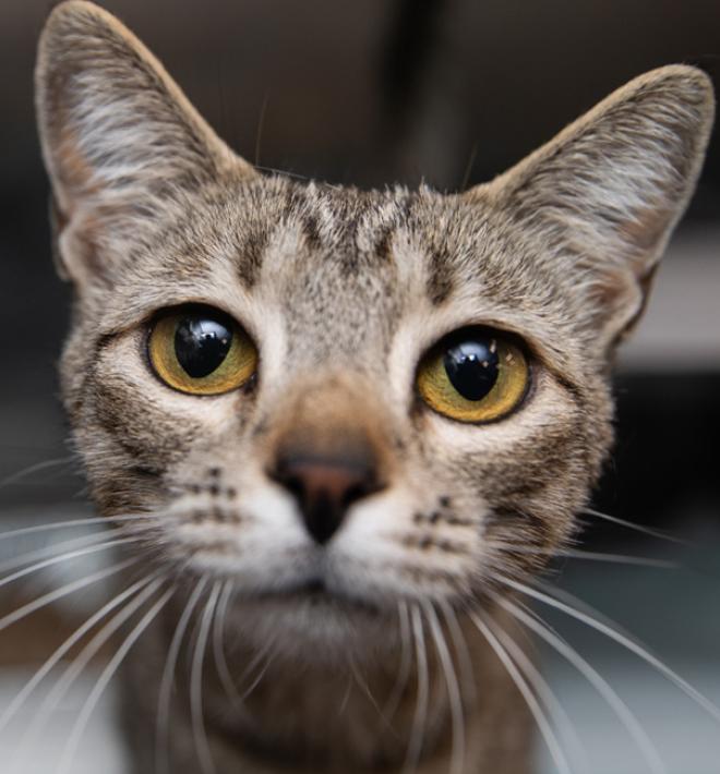 Gray tabby cat looking directly at camera in shelter