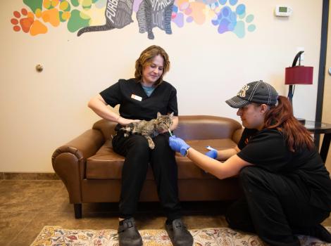 Marble the cat on a person's lap while someone else feeds Marble a Churu treat