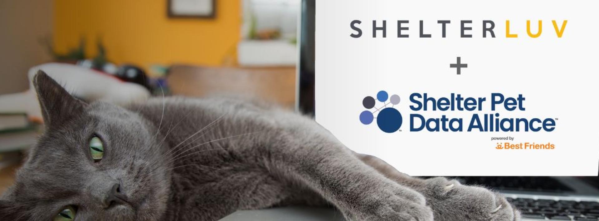 A grey cat lounging with his paws on a laptop that says "Shelterluv + Shelter Pet Data Alliance"