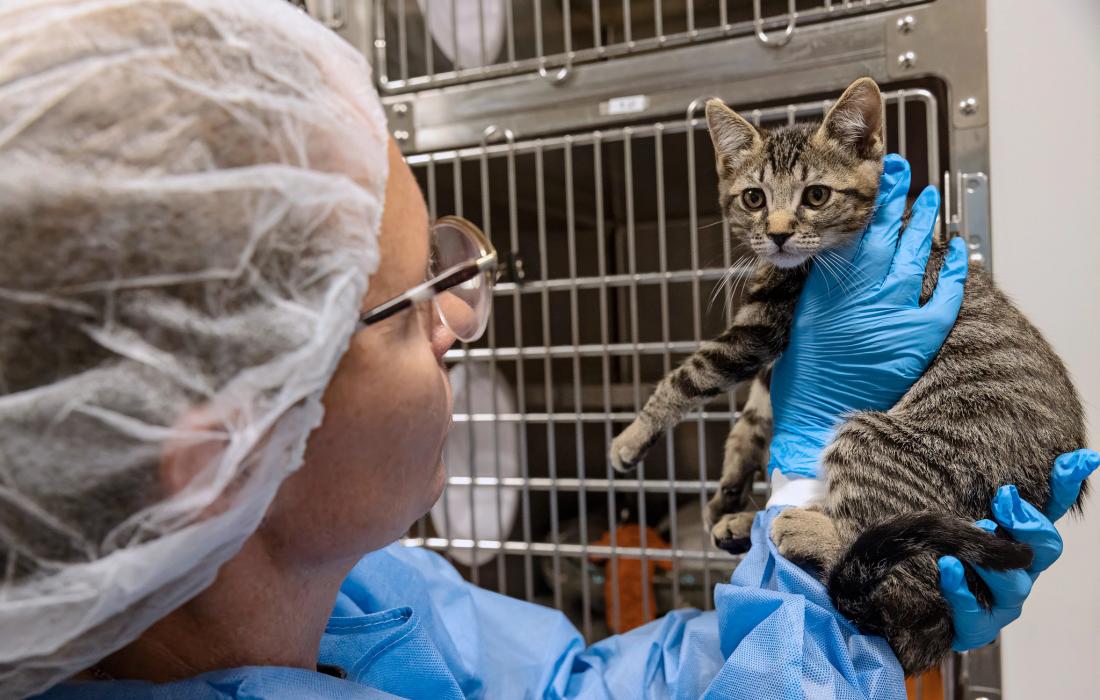 Person with gloved hands holding a tabby kitten in front of stainless steel kennels