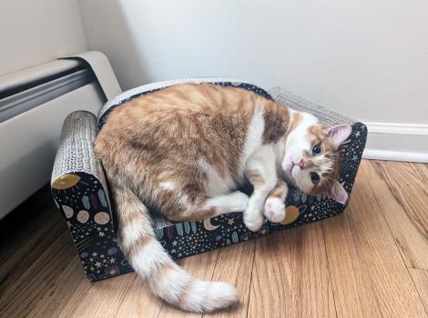 Goldilocks the cat lying on a cat scratcher