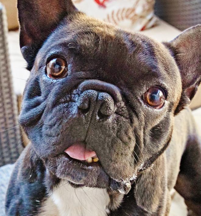 Black pug dog standing on ottoman