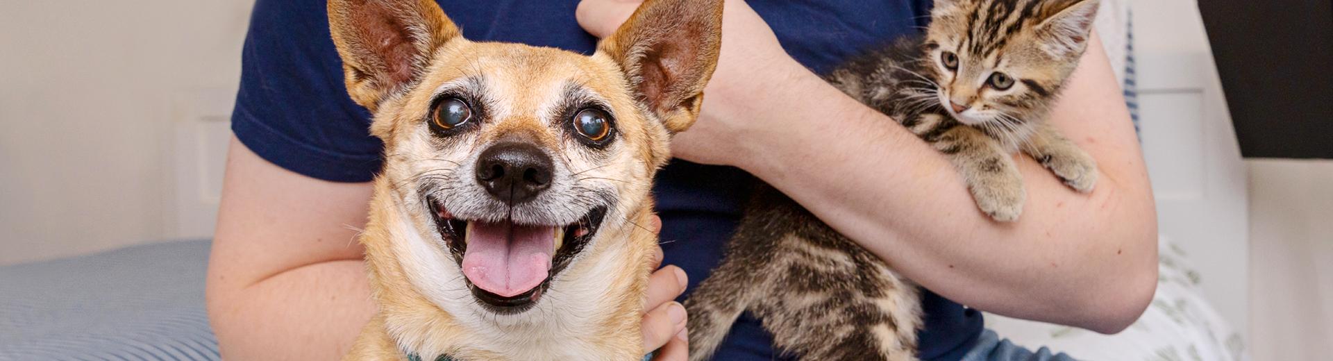 Person sitting with a small dog and kitten