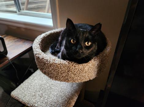 Peridot the cat lying in the top shelf of a cat tree
