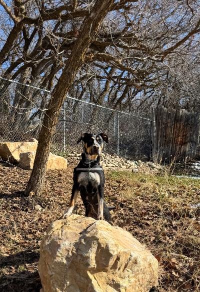 Pixie the dog outside on a large rock