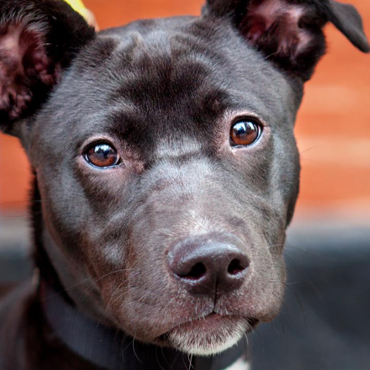 Dog on a walk with a person in New York City