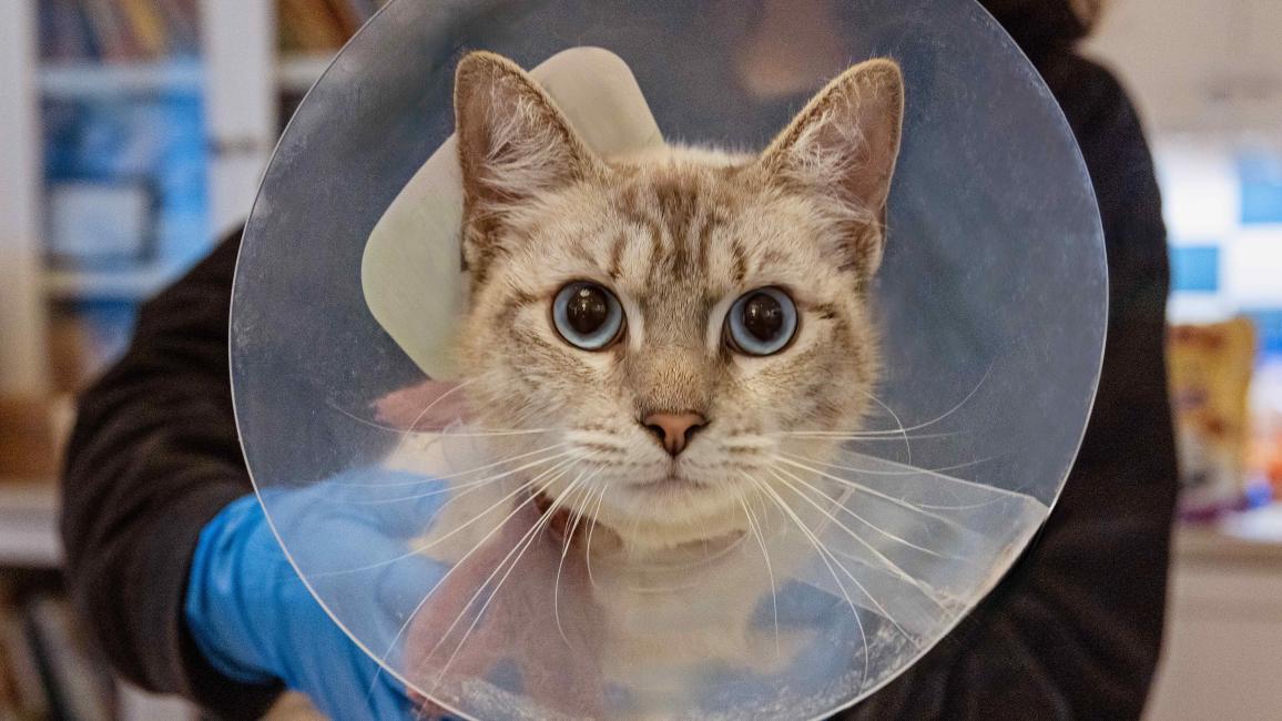 Princess the cat wearing a protective e-collar