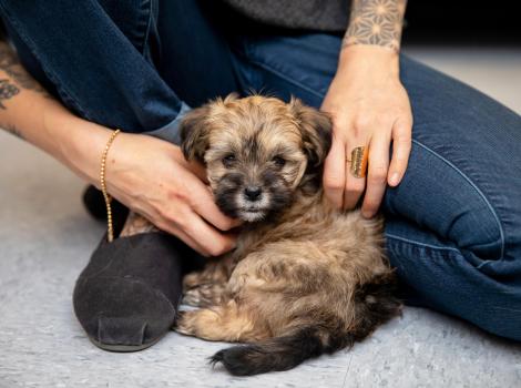 Fluffy puppy between a person's legs with hands holding her