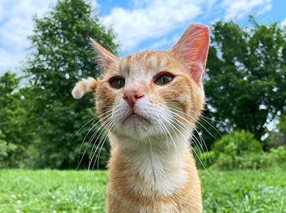 Orange tabby cat with an ear-tip outside on grass