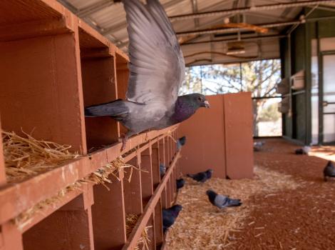 Pigeon flying out of box and other pigeons scattered around enclosure
