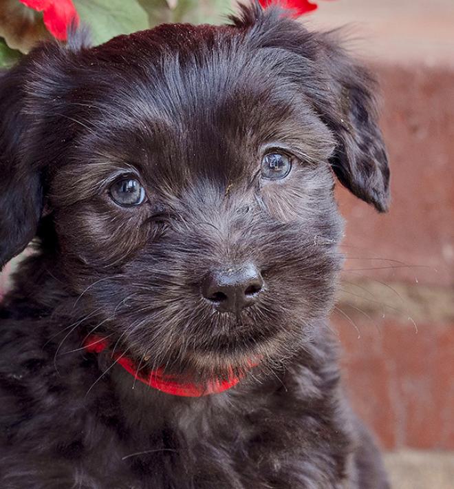 Small black fluffy puppy next to some flowering plants in pots