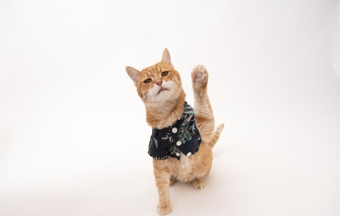 Rusty the cat wearing a shirt with one front paw raised
