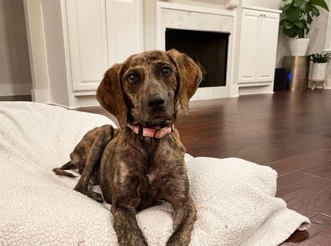 Sabine the dog in her foster home