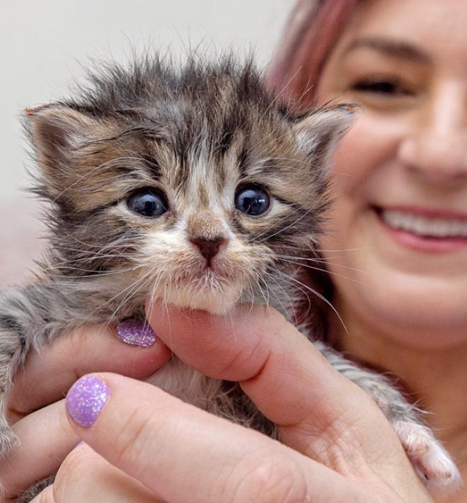 Smiling person holding a small kitten