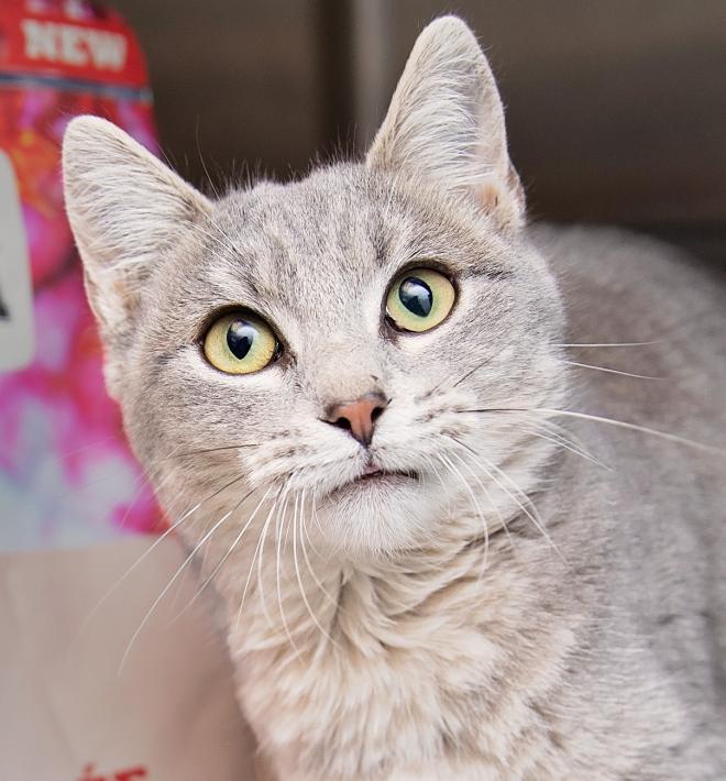 Grey cat standing next to bag of food