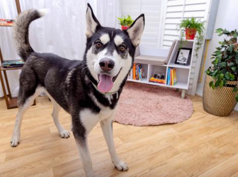 Happy husky-type dog with tongue out in a home environment
