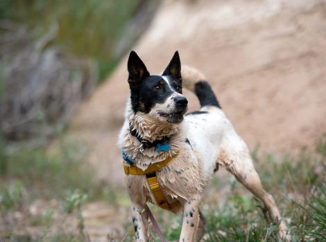 Skipper the dog off-leash outside