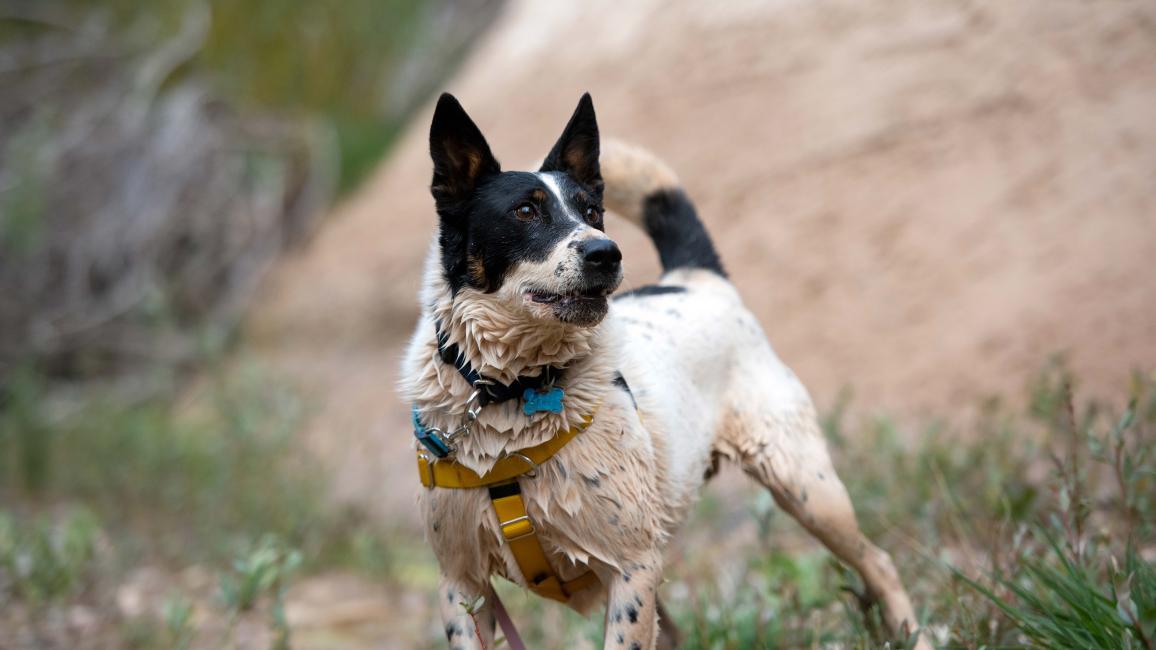 Skipper the dog off-leash outside