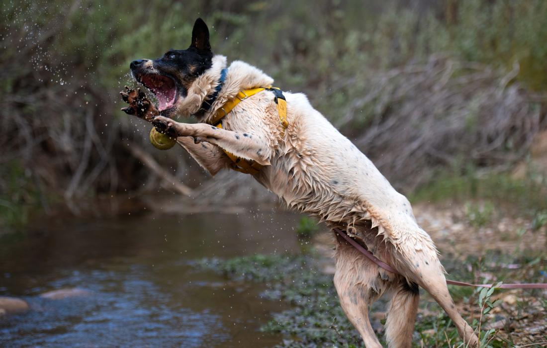 Skipper the dog jumping up to catch a ball beside a body of water