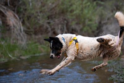 Skipper the dog jumping into water