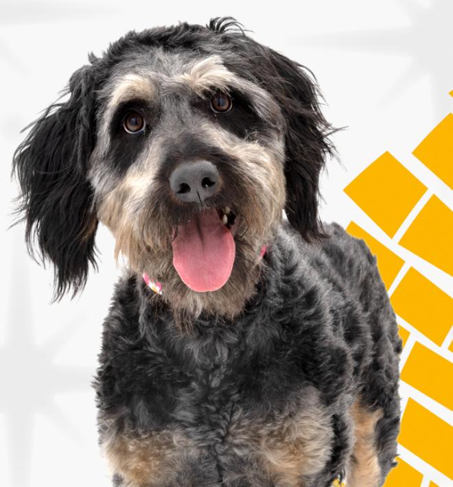 Scruffy dog on yellow brick road graphic