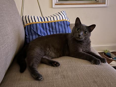 Smokey the gray cat lying on a couch