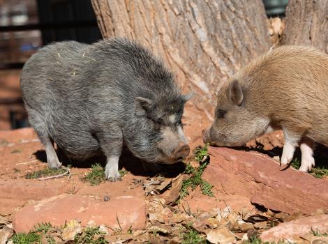 Smokey the pig being introduced to Peter, another pig