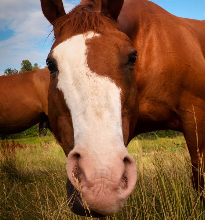 horse leaning into camera