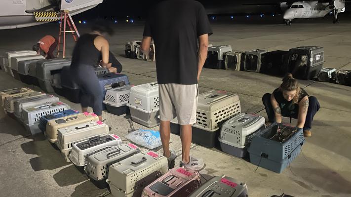 Flight transport of cats and dogs in kennels from San Marcos Texas