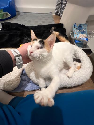 Person petting Trinity the cat, who is lying in a bed making biscuits with her from paw
