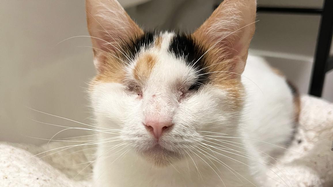 Trinity the blind calico cat on some blankets