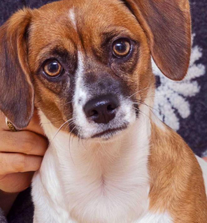 Small dog sitting with a person on a couch