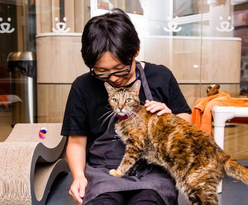 Person sitting and petting a tortoiseshell cat who is standing on the person's lap