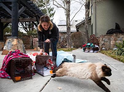 Person releasing a community cat from a humane trap as part of TNVR