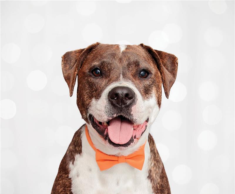 Brown and white dog wearing an orange bow tie with a sparkly background