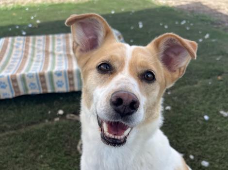 Tan and white dog with upright ears smiling