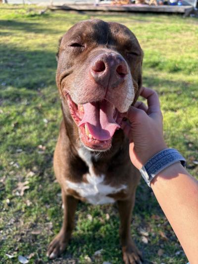 Person's hand petting the face of a brown and white dog