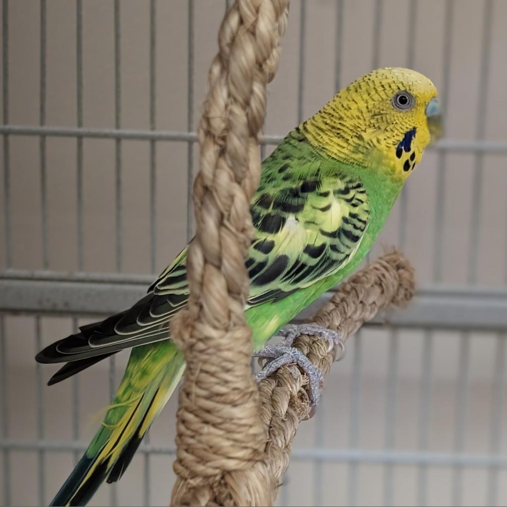 Martini - Common (Budgie/Budgerigar) Parakeet