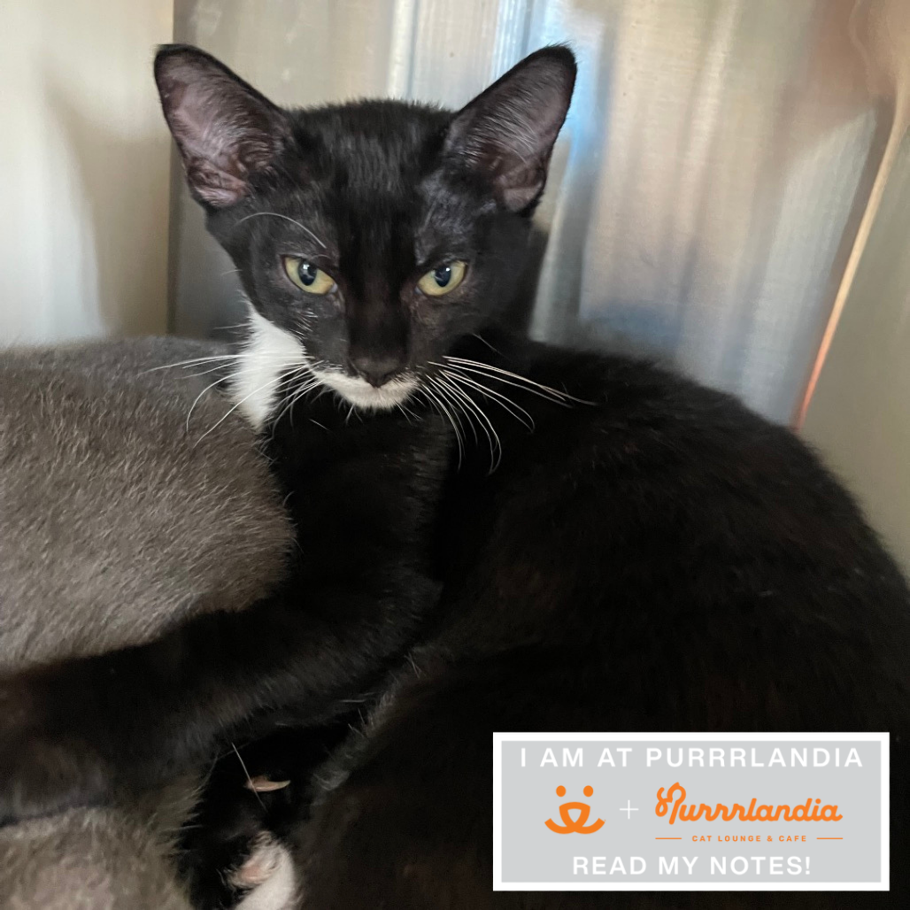 Hodge Podge - Domestic Shorthair