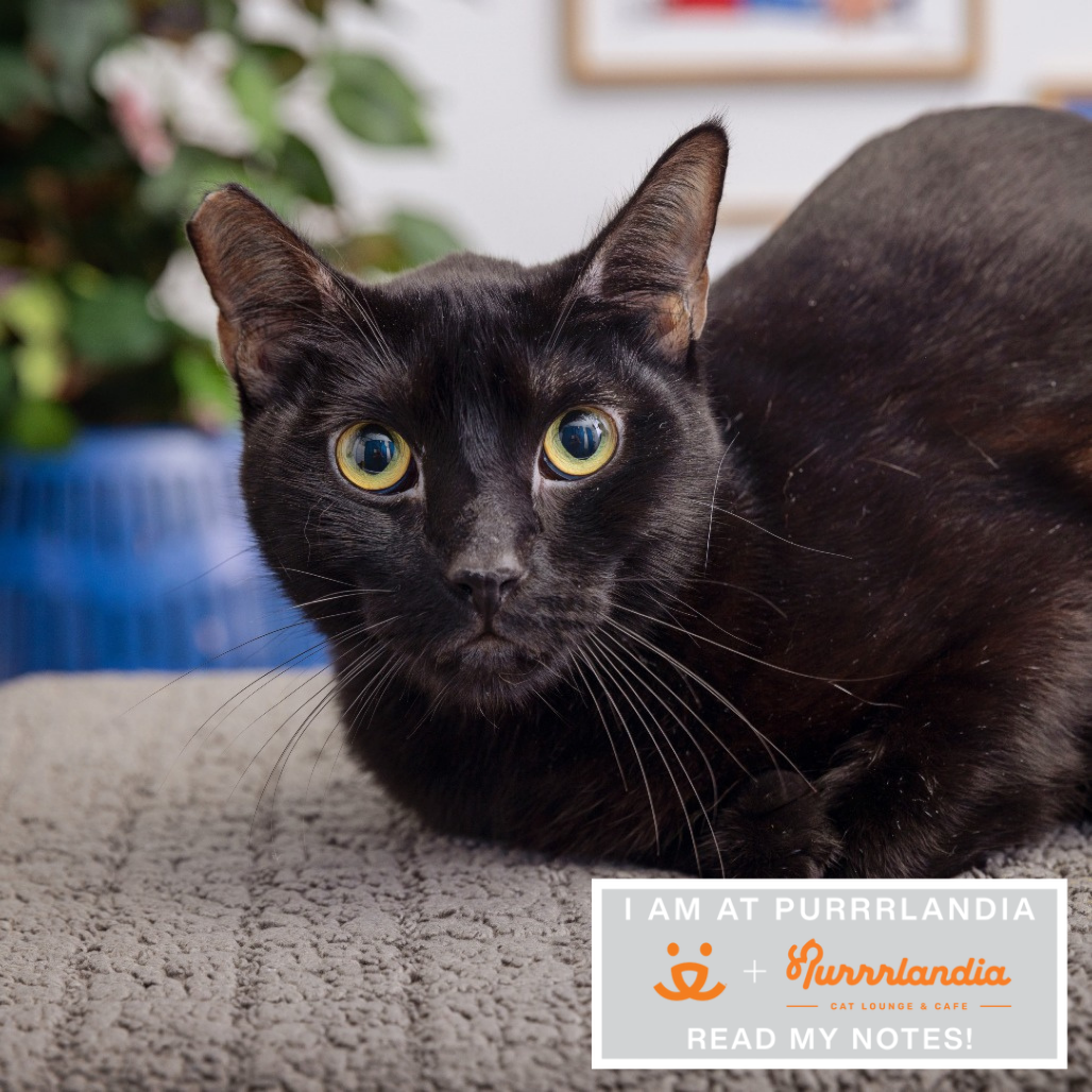 Penguin - Domestic Shorthair