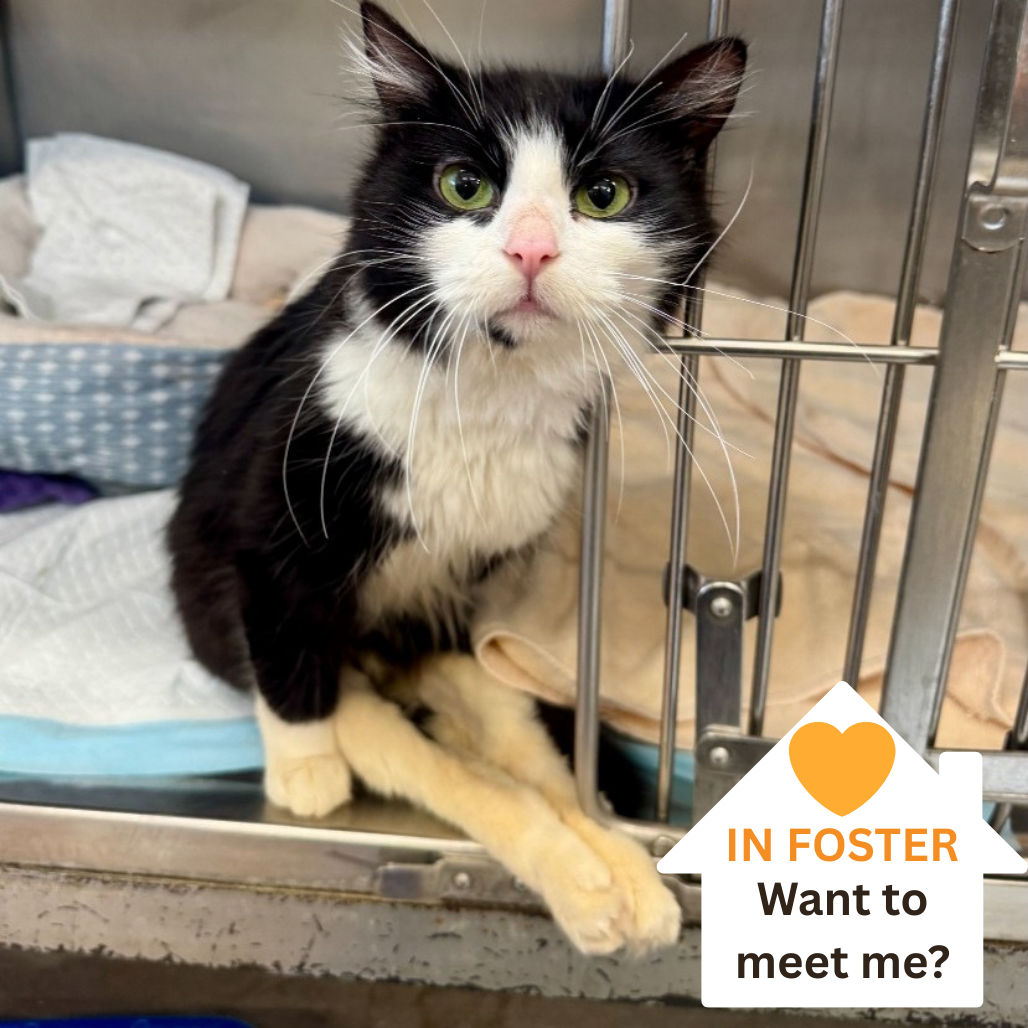 Noodle - Domestic Shorthair