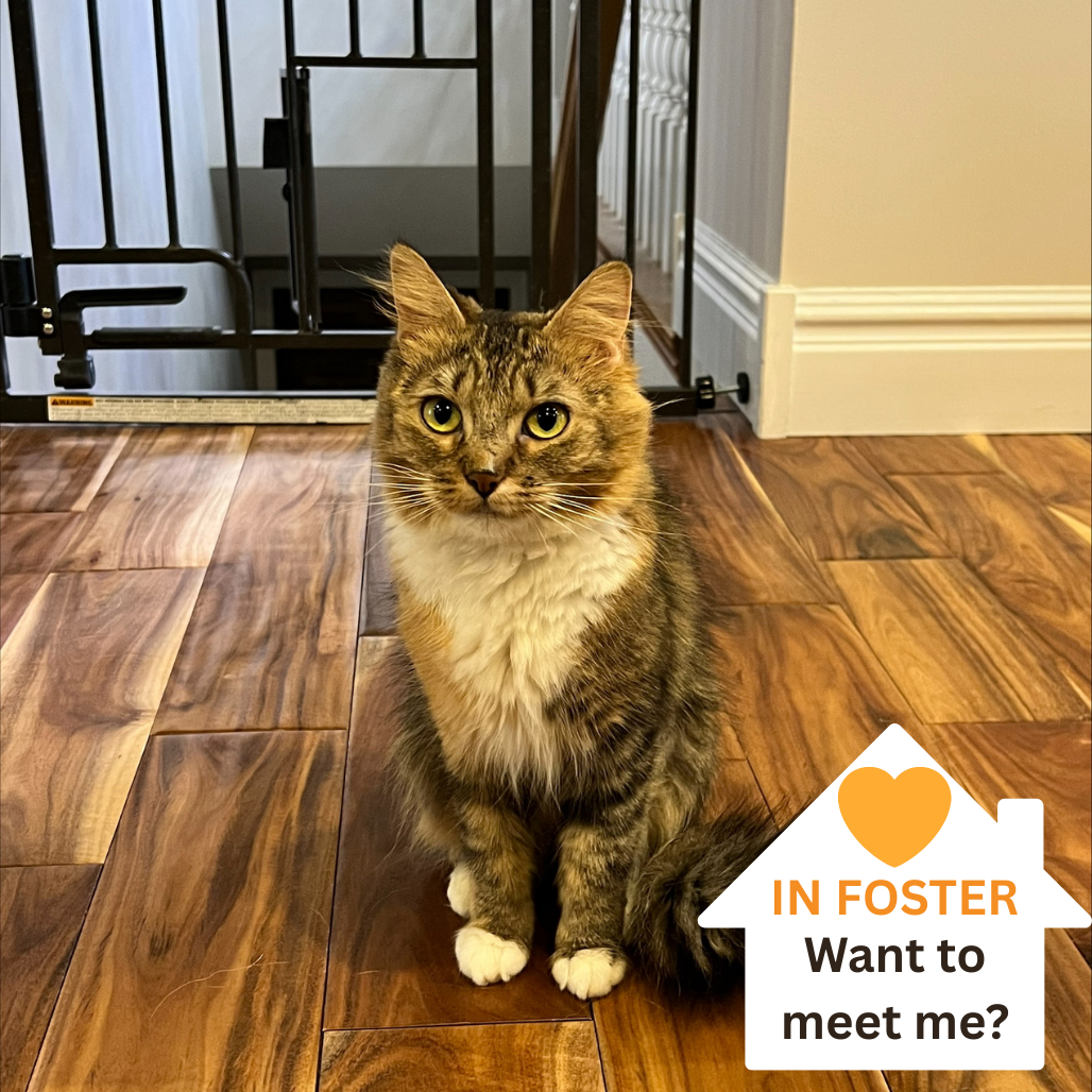 Athena - Domestic Longhair