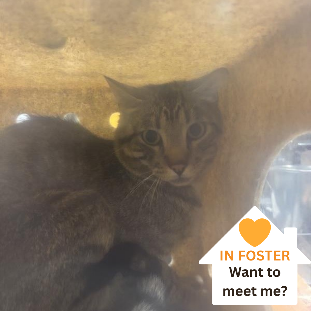 Turtle - Domestic Shorthair