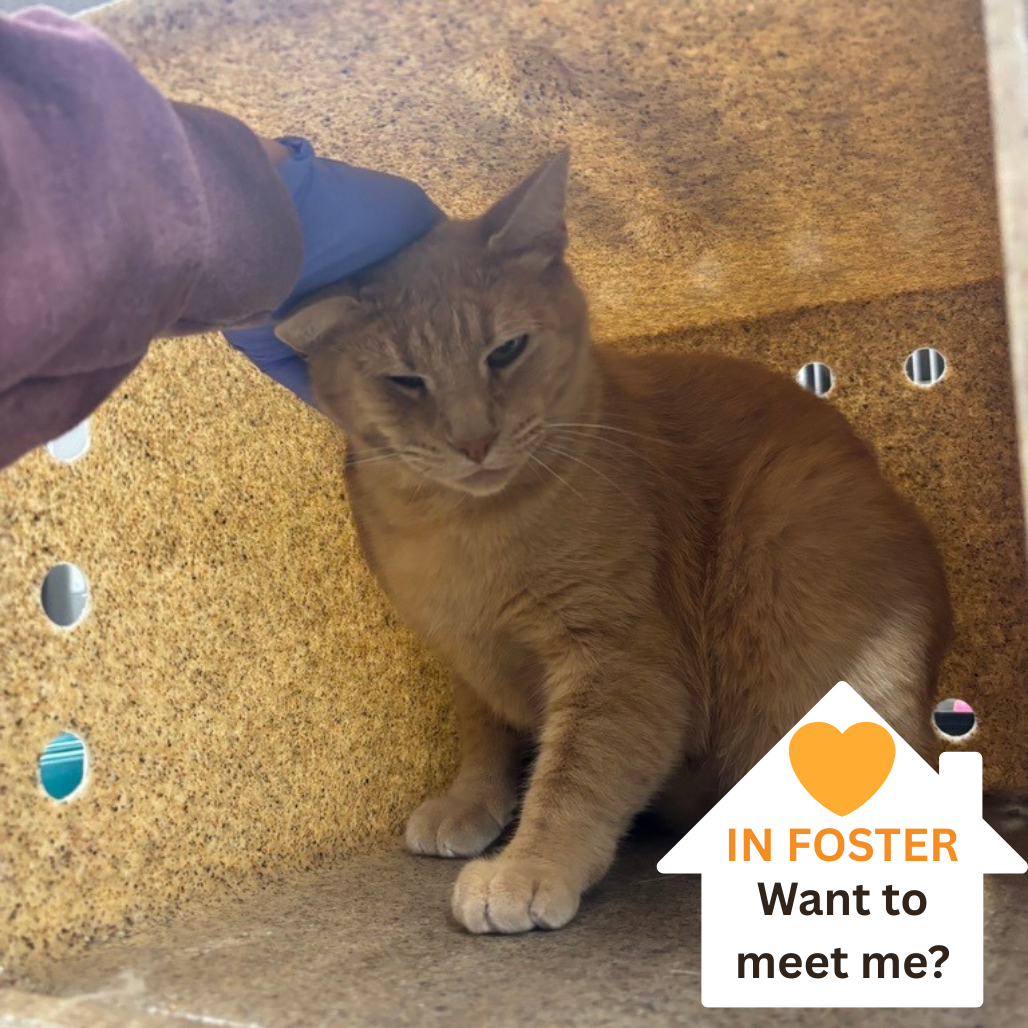 Hobbs - Domestic Shorthair